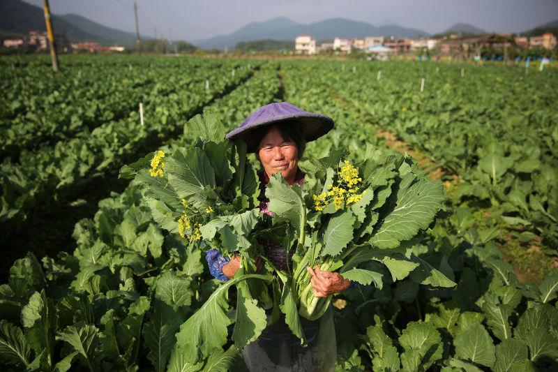 第十三届广州增城菜心美食节将在增城区小楼镇何仙姑文化广场举行.