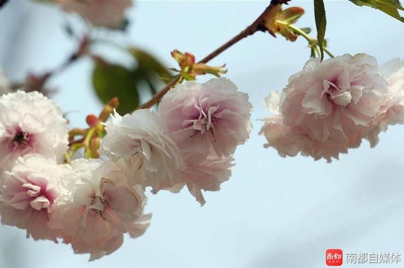 2017珠海樱花节有点不同,是带香味的!