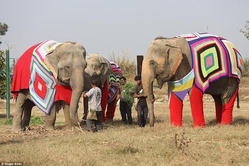 暖心!印度这些曾遭毒打的大象穿上特制大号新衣过冬