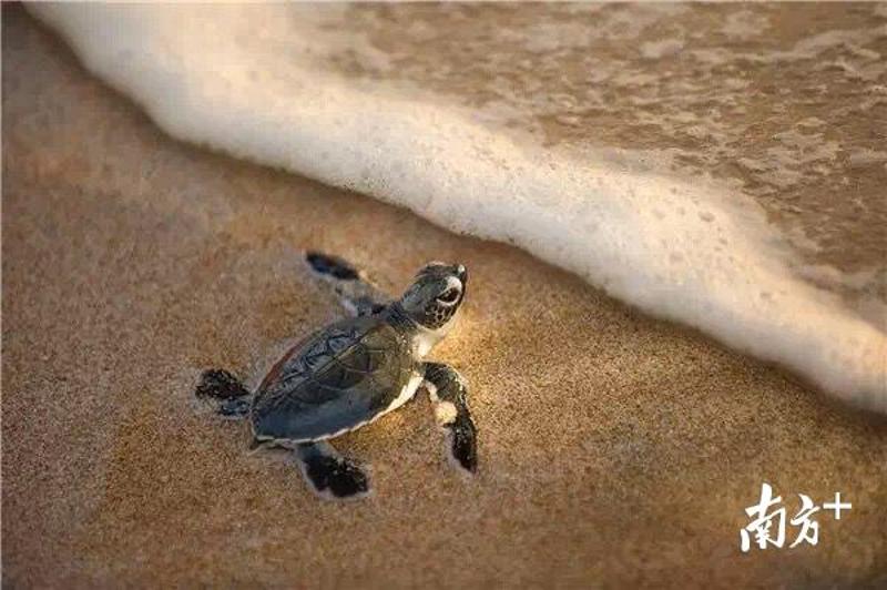 惠东海龟湾,一只刚孵出的萌海龟爬向大海王昌辉 惠龟保 摄