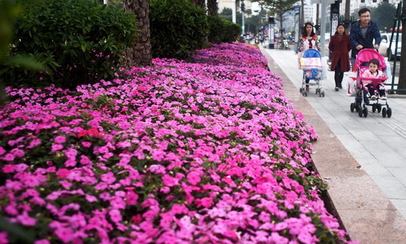 绚丽绽放,装点着港城的交通要道,各大公园…为冬日港城增添万种风情