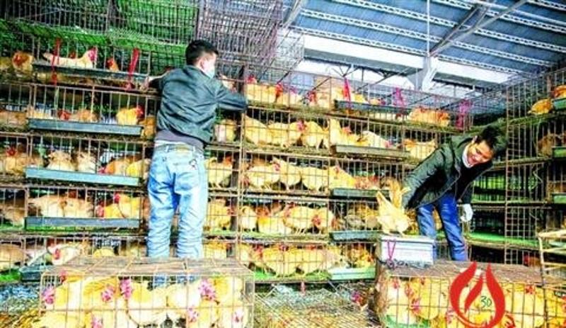 2017年2月23日,活禽交易恢复,大沥桂江三鸟批发市场一档口内,工作人员