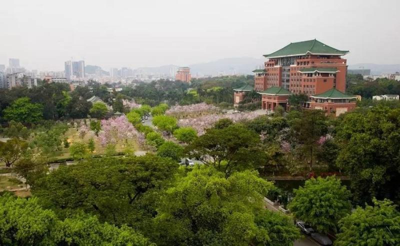 三生三世十里紫荊花廣州最美花海在華農