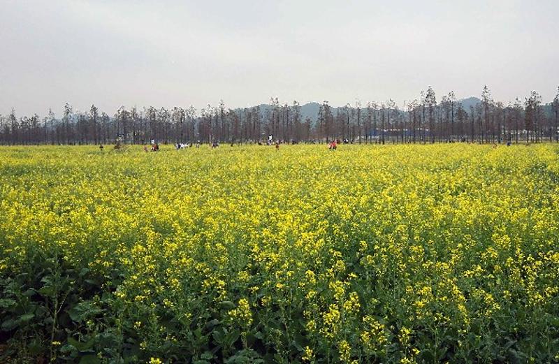 乾务油菜花本周末"谢幕秀!再不去要等到明年