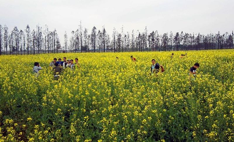 乾务新村花田面积有300亩,其中200亩为最受市民喜爱的油菜花田.