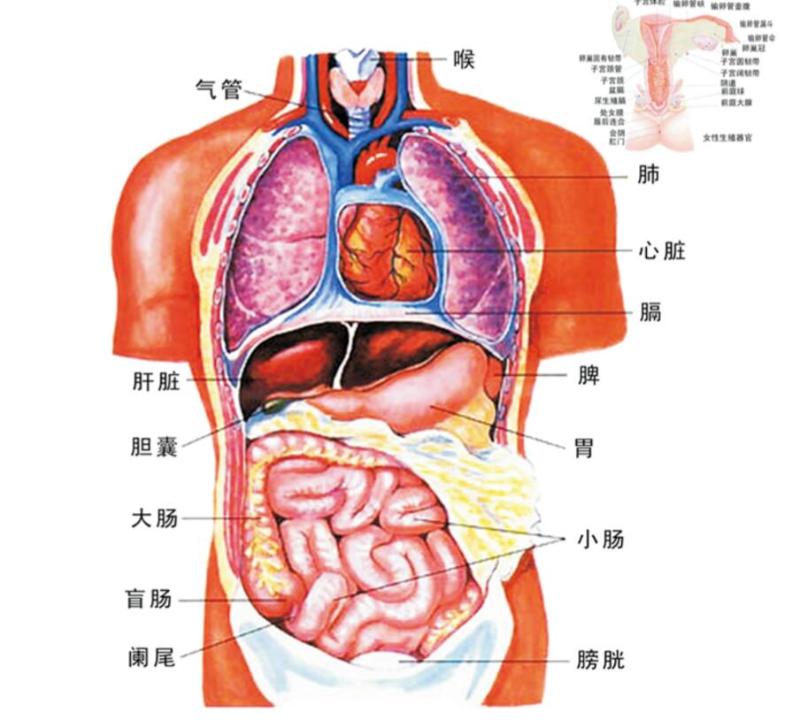 胸中间凹陷处是啥器官图片