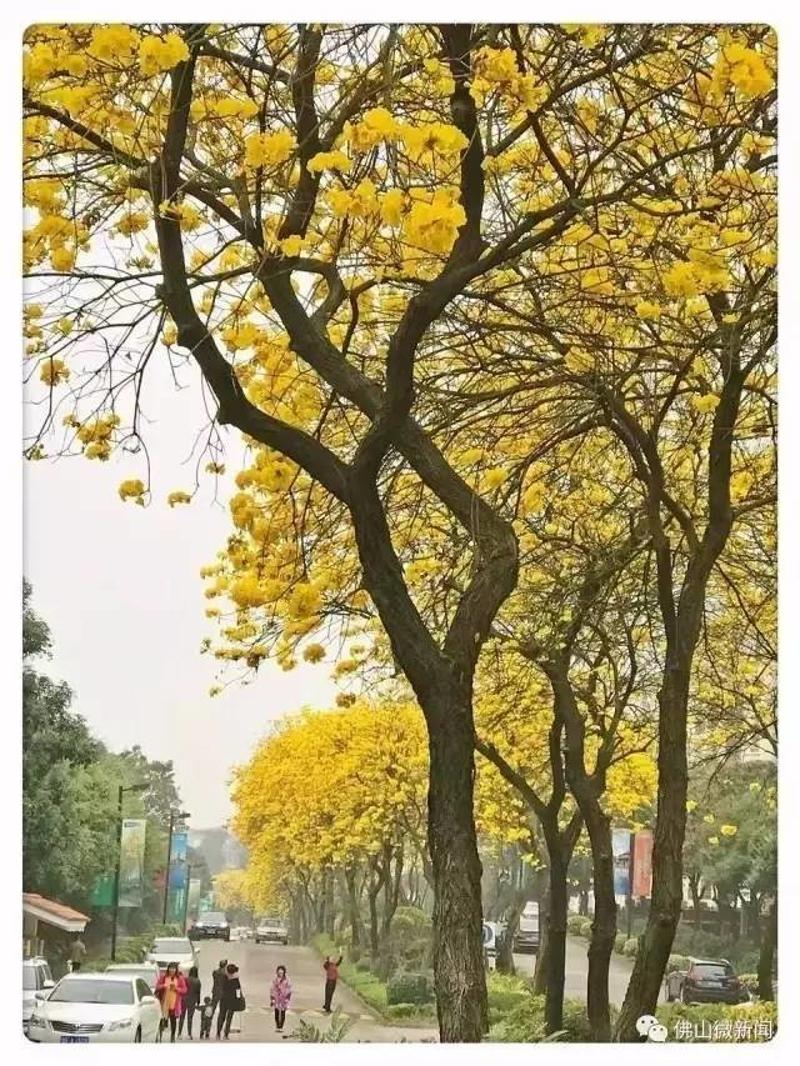 实拍!佛山有片华南最大黄金风铃木花海,最美就在这两日