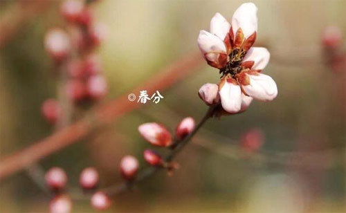 春分節氣由來習俗和養生注意事項