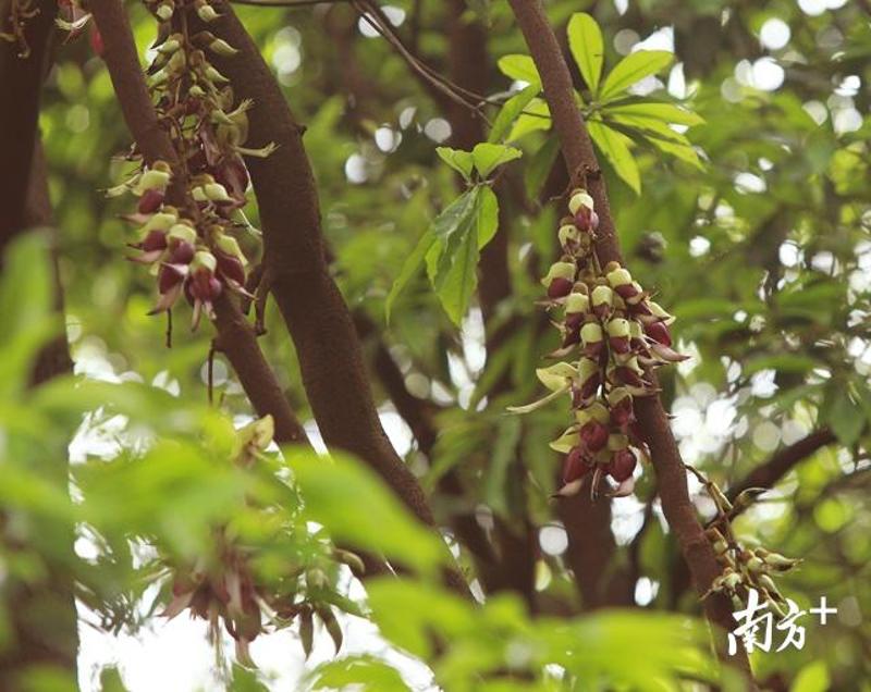 在天鹿湖森林公園,禾雀花有約!