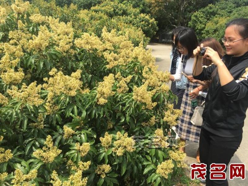 荔枝什么时候开花？