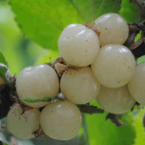 白珍珠樱桃品种介绍图片