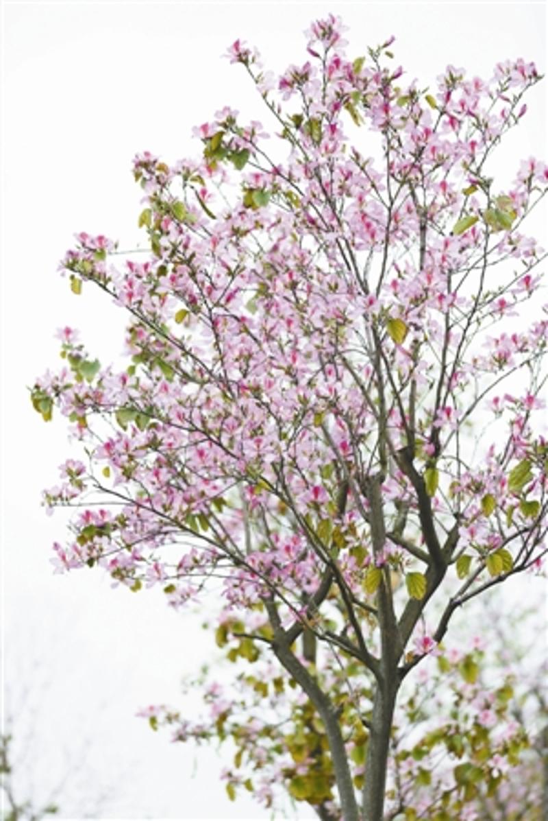 宫粉紫荆叶子图片图片
