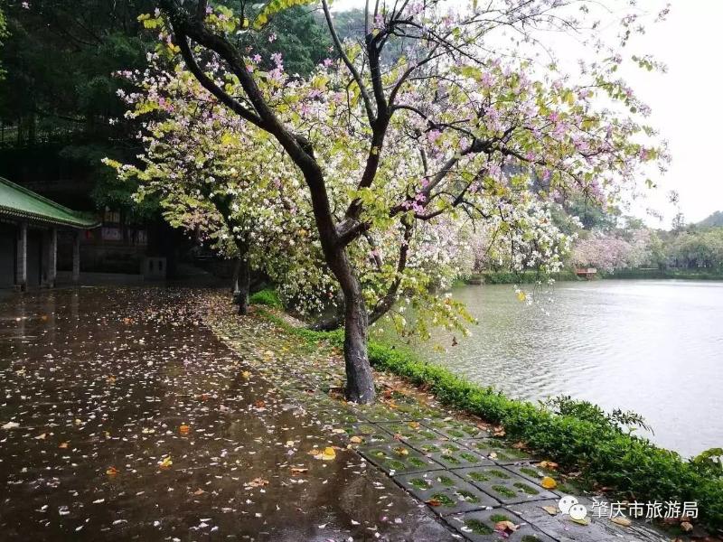 今天七星巖景區下了一場宮粉紫荊花雨,美爆了!