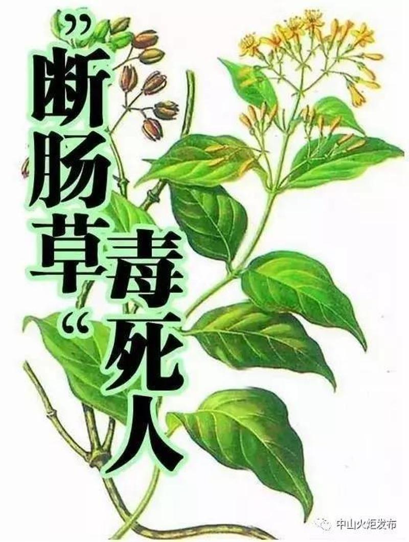 近日,廣東韶關一對夫婦,誤把斷腸草當金銀花采回家煲湯,結果雙雙入了