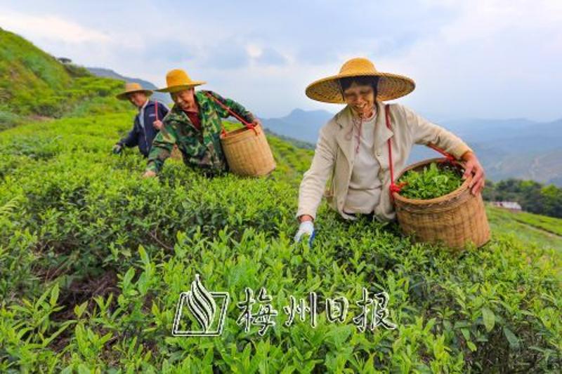 清明前後梅州各茶園茶農