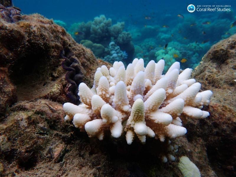 纵贯2000多千米的海洋生态系统——大堡礁北部的珊瑚白化面积已达到三