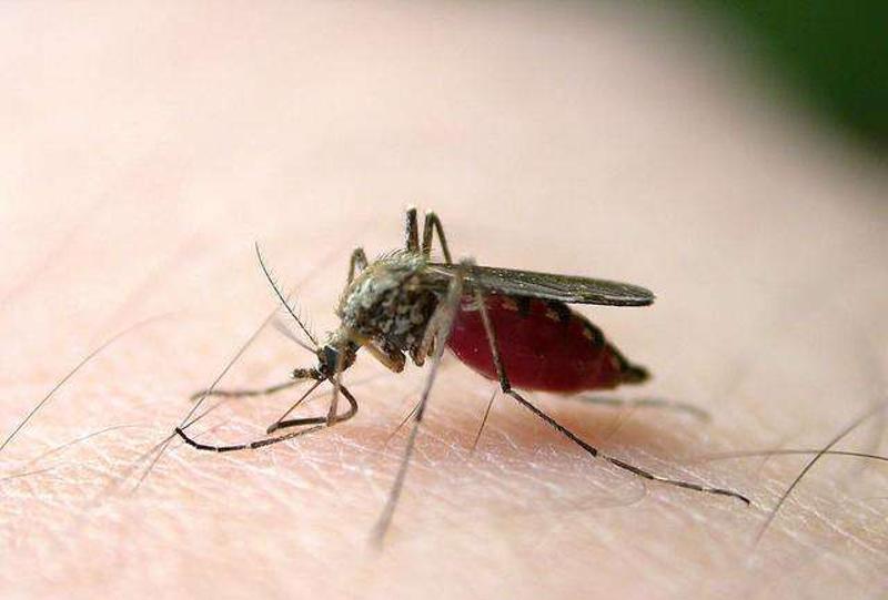 登革热蚊子图片症状图片