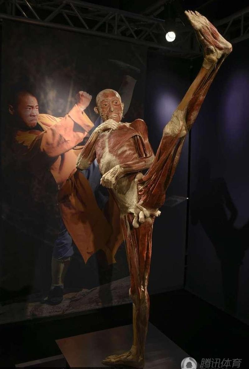 艺用人体解剖真实图片