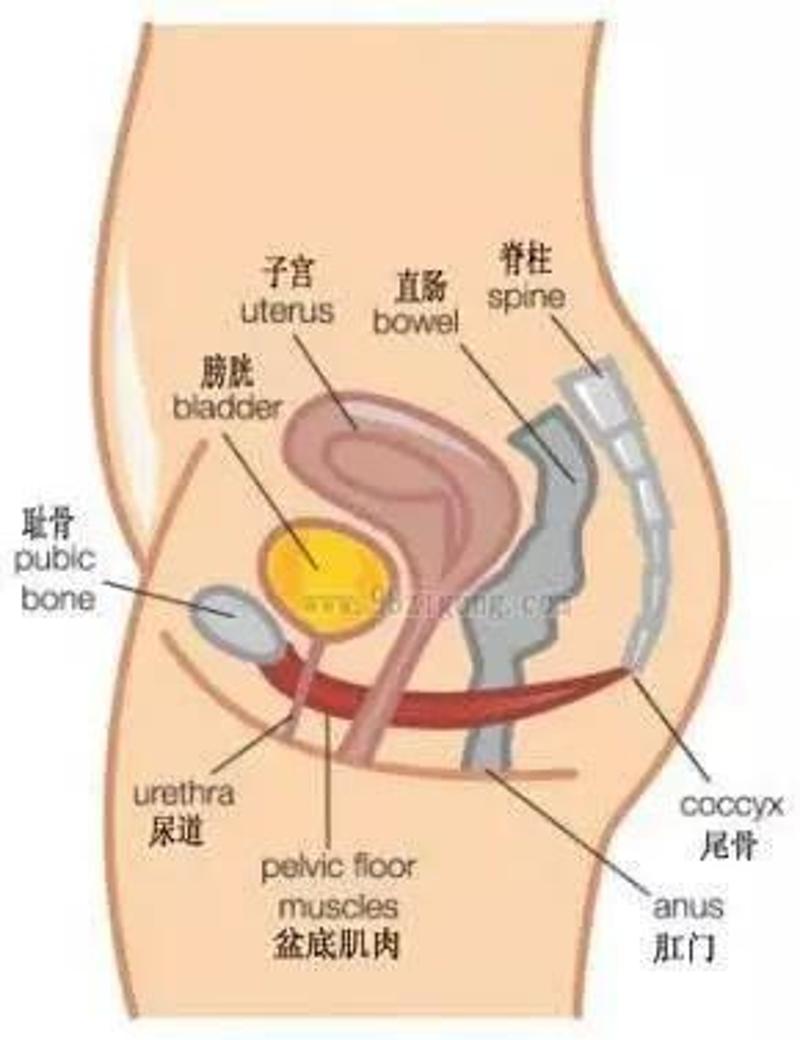 这种病部分中老年女性经常有却不自知