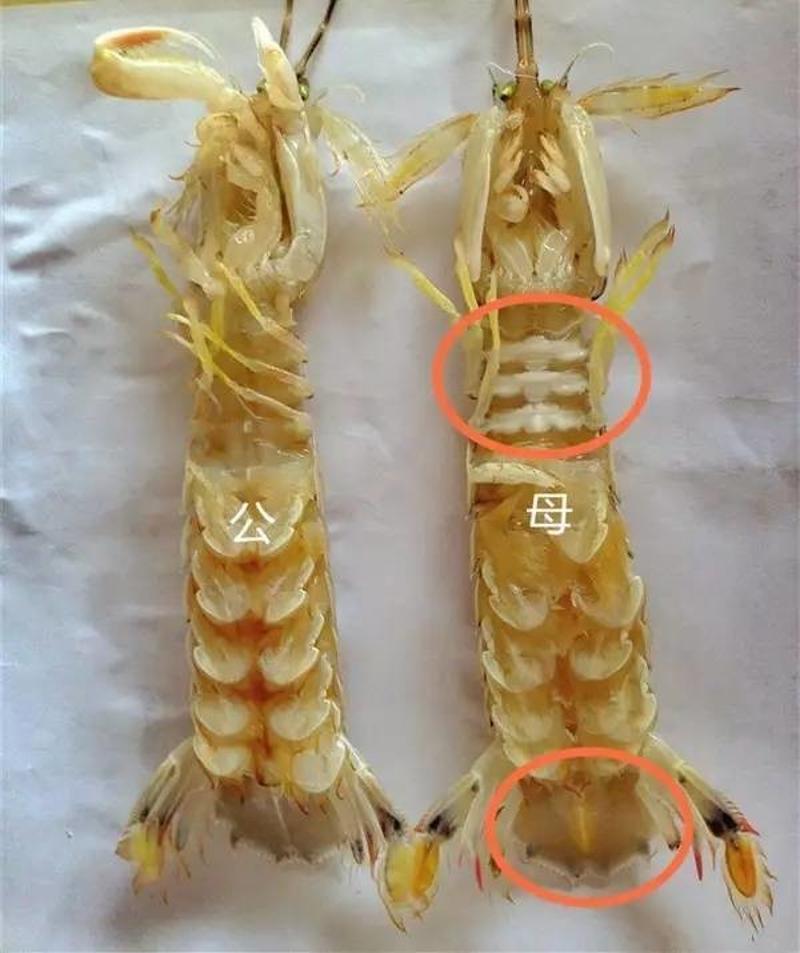 还是要一尝鲜香虾籽比较划算,所以挑虾的时候分辨公母也就非常重要了