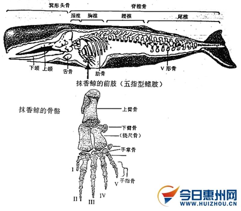 鲸鱼骨架简笔画图片