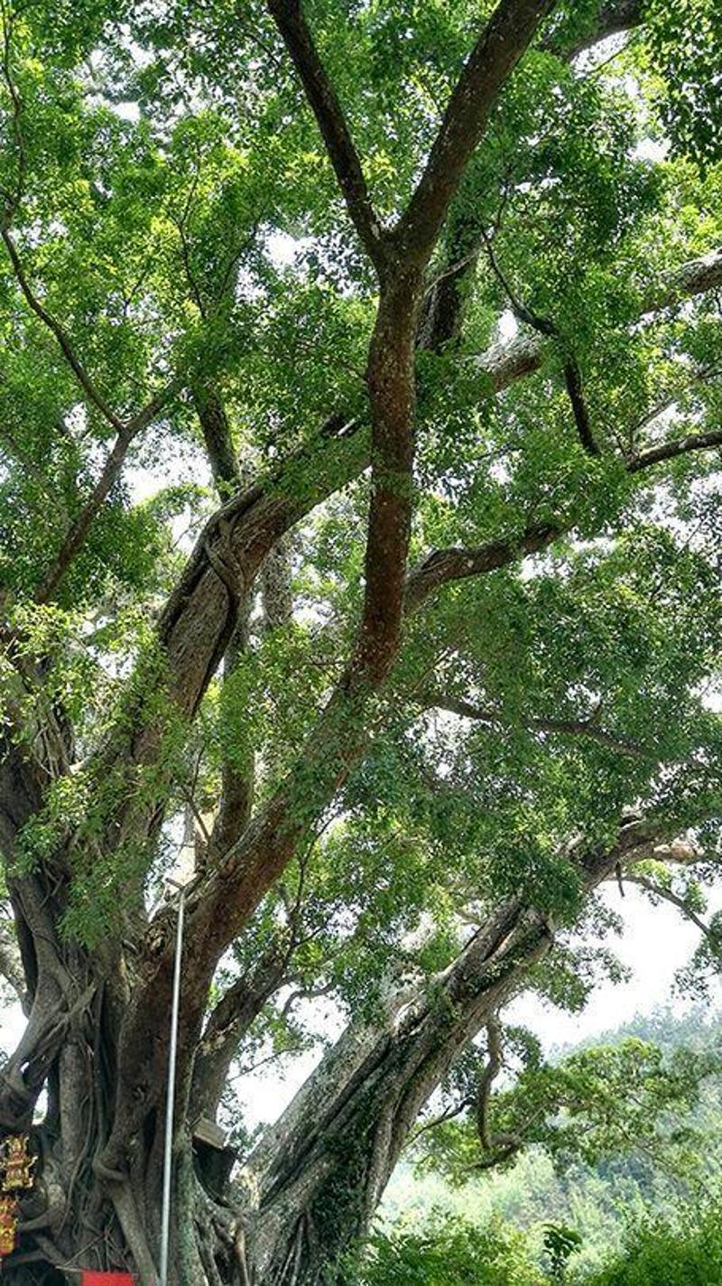 广东树种类大全图片图片