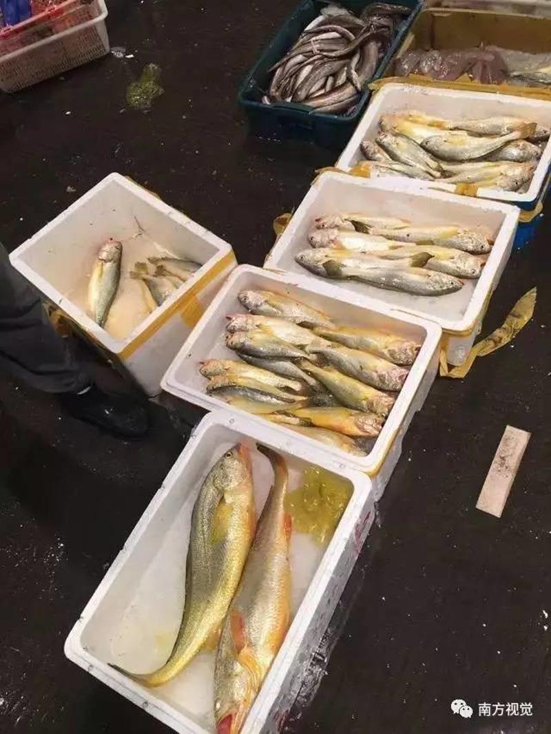 野生三刀魚現在已經極為罕見,它的肉質甘香嫩滑,魚味濃郁,像蜆肉般鮮