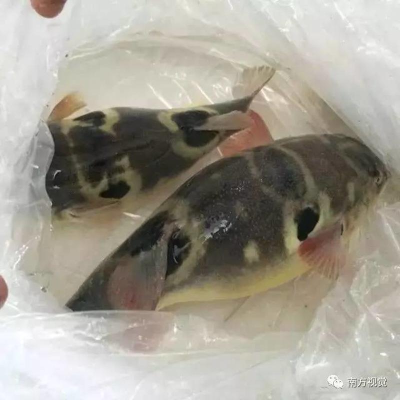 產於馬來西亞的忘不了魚(原名empurau)是一種淡水逆流魚,號稱