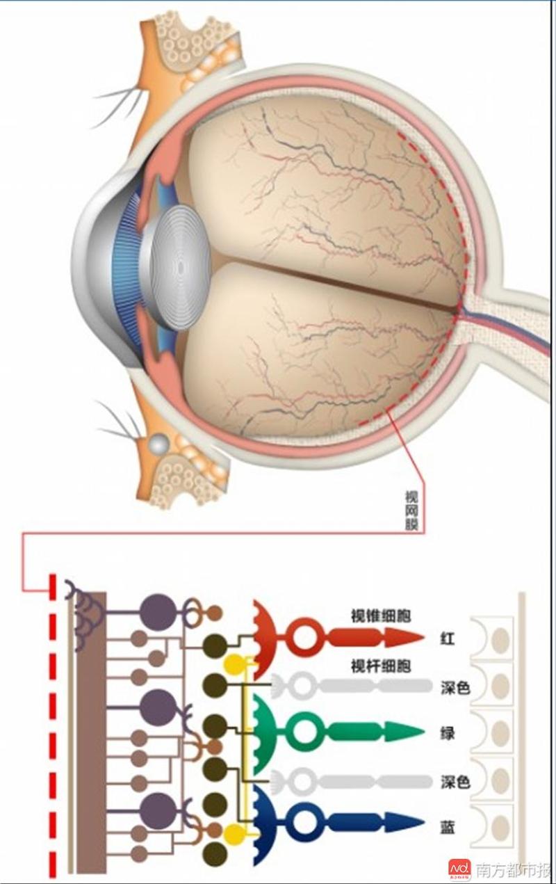 让快失明的小老鼠看到了光广州这个团队做了件了不起的事