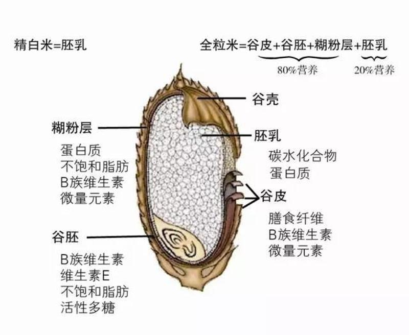 谷类结构图片