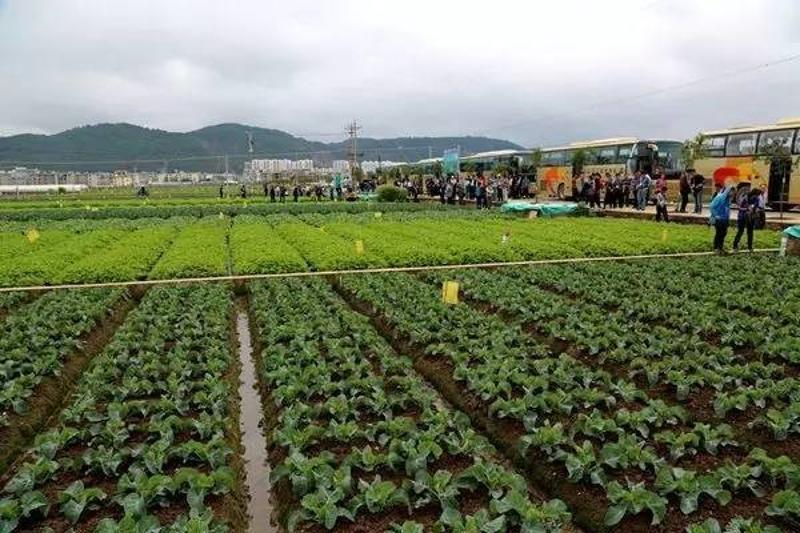 代表們參觀通海縣大樹村蔬菜種植示範基地