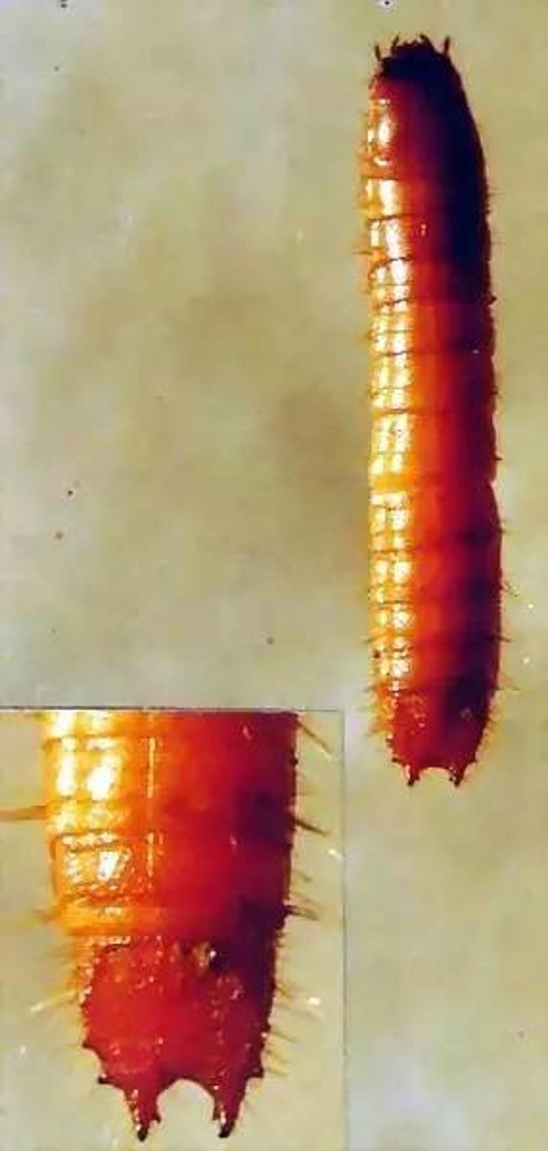 细胸金针虫幼虫图片图片