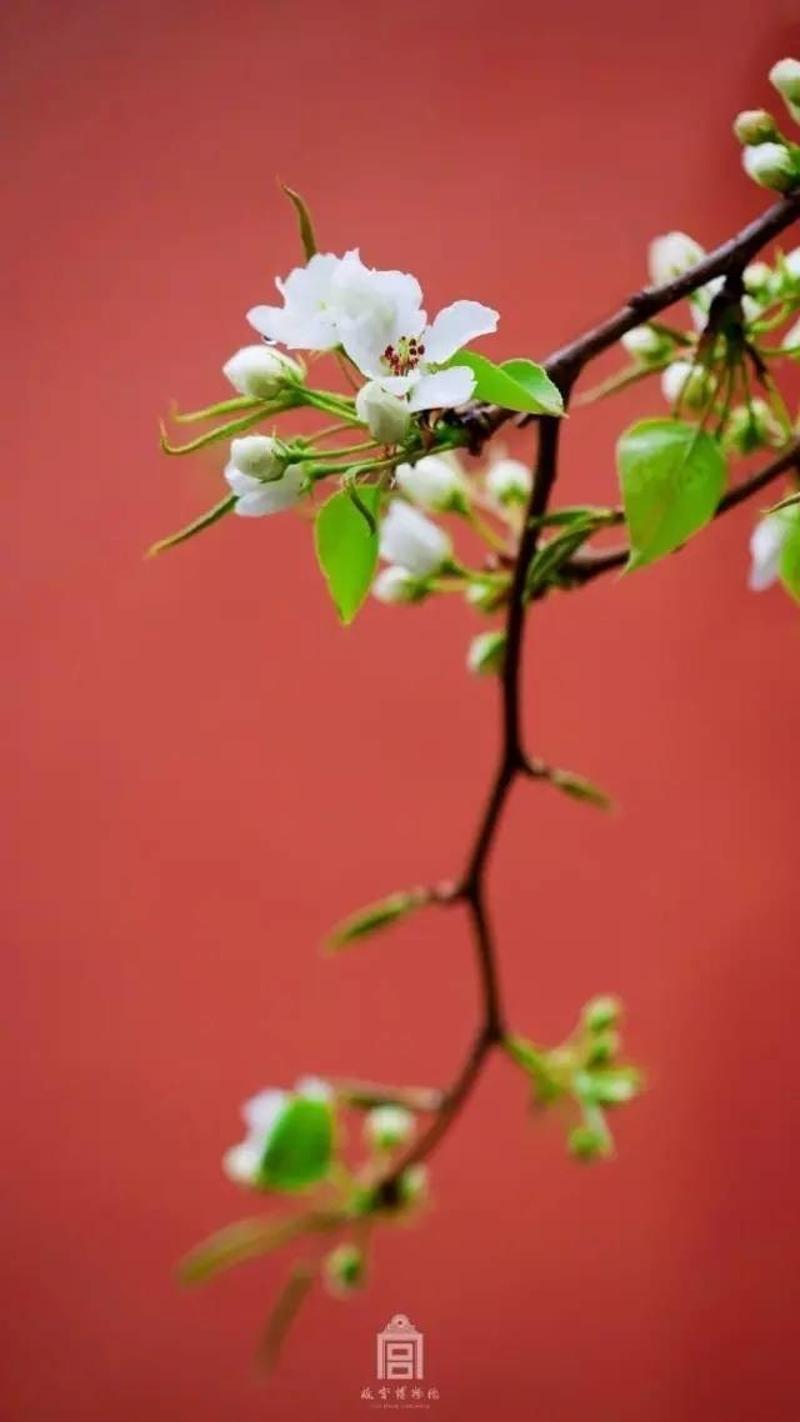 【欣賞】一開花,故宮就美成了御花園!