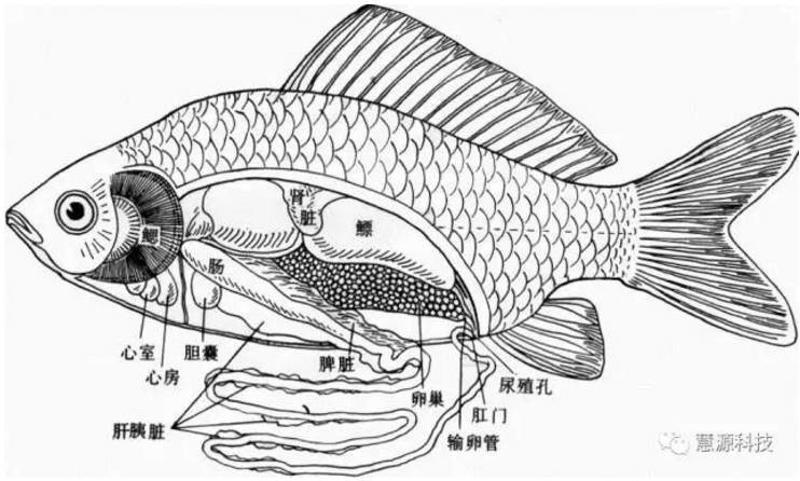 甲鱼内部结构解剖图图片