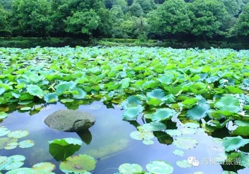 池塘;一个是浸佛塘较大,茶花园内有两个荷塘,茶花园六月里,西樵山茶花