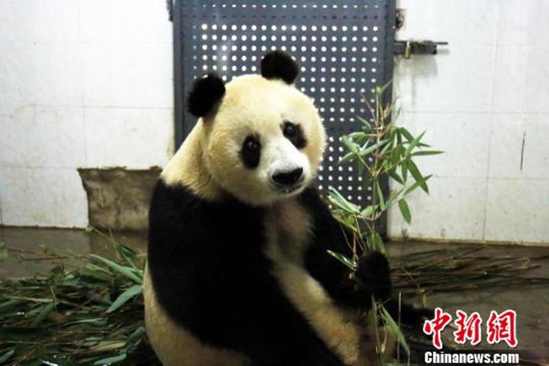 大熊猫苏苏图片