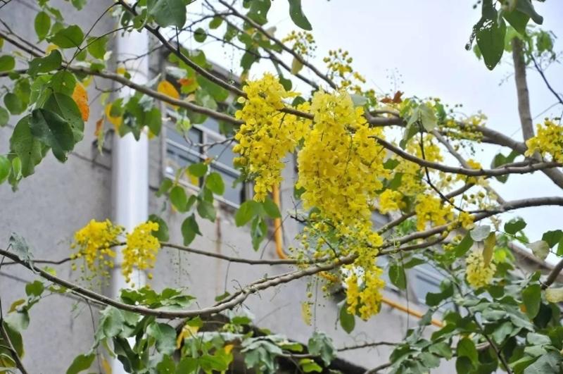 新會這個幼兒園的百年老樹開花了滿園盡是黃金雨