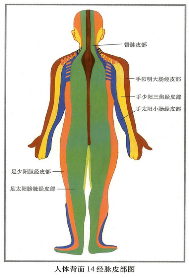皮部是中医对于周身皮肤的一种分区,体现了人体十四经脉气血运行在体