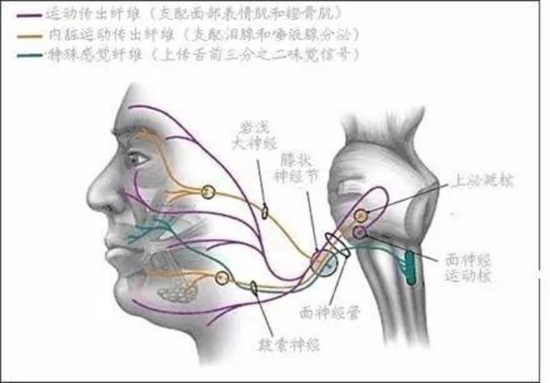 面神經呈放射狀分佈於我們的面部,主要由運動傳出纖維,內臟運動傳出