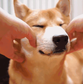 狗喝水 表情包图片