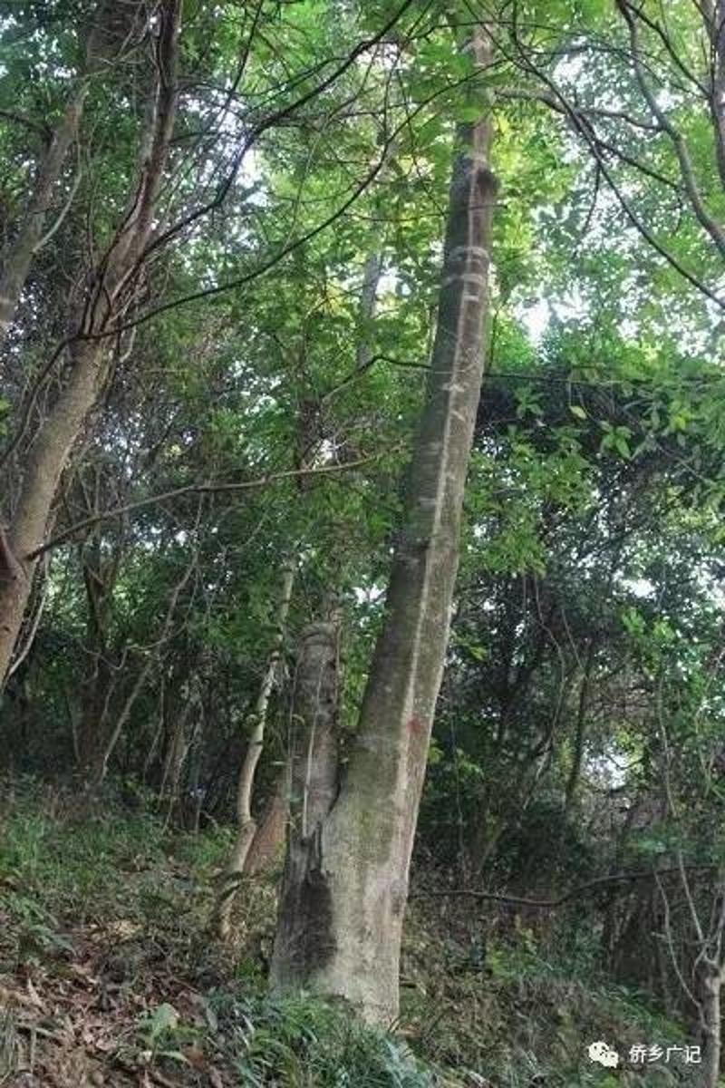 中山這塊地方集中了中國一半的野生土沉香樹,擬打造沉香特色小鎮