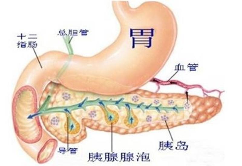 胰脏作用图片