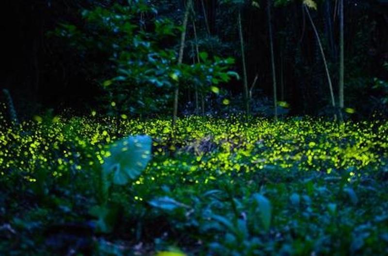 沙巴kawa紅樹林夜賞螢火蟲