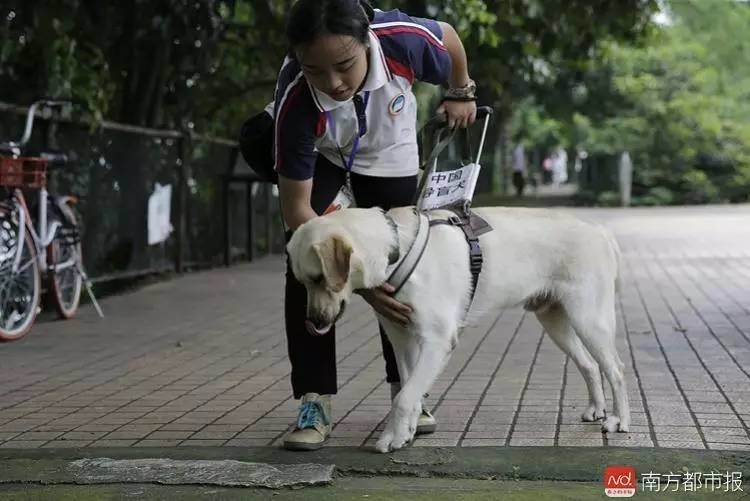 我們在預備導盲犬身上綁了個相機,原來它們眼中的世界是這樣的