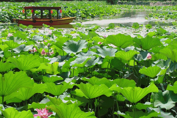 賞荷納涼吸富氧,炎炎夏日在東莞麻涌就應該這樣玩