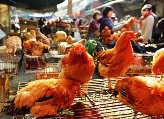 这两天不少广州市民都发现: 家附近的菜市场没有活鸡卖了!