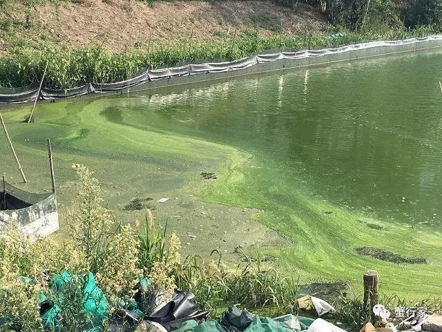 太湖蓝藻污染事件图片