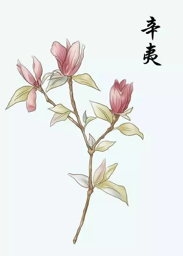 紫萱中药名 花楹图片