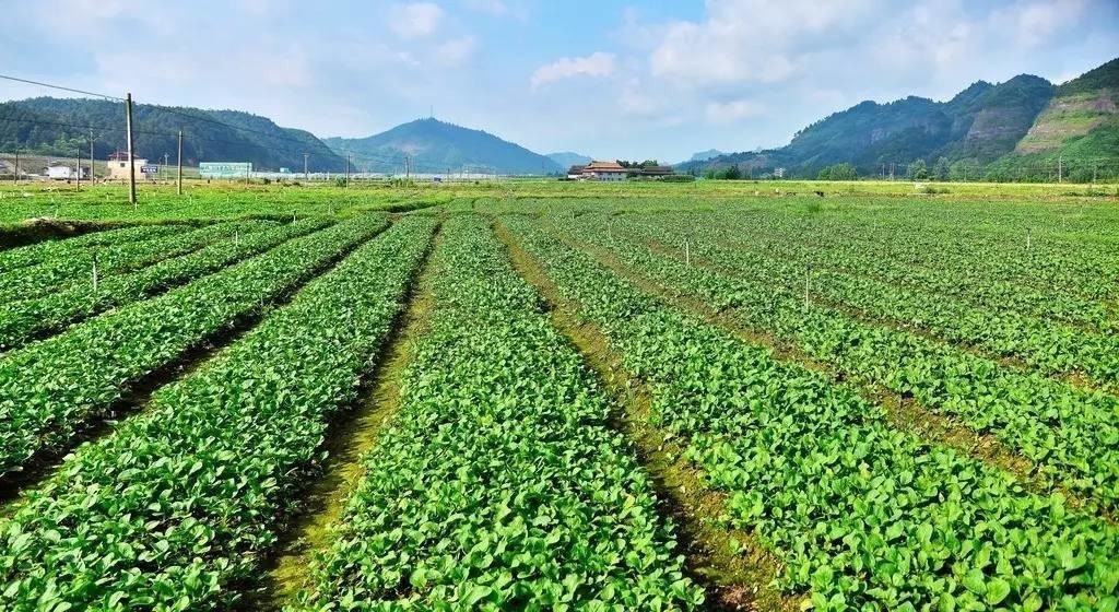 【全域旅游创建】除了"河鱼,酸萝卜,青莲镇竟然还有这么多古迹和美食