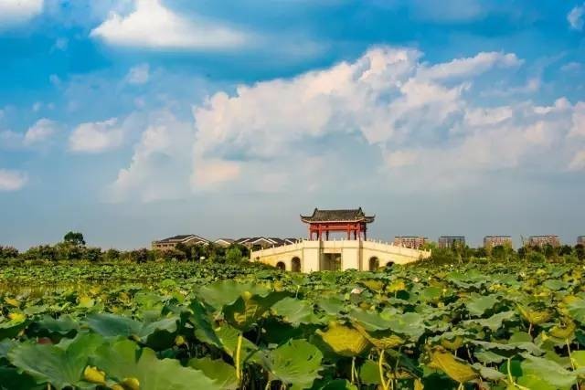 7月,麻涌空氣質量指數達標率全市第一!